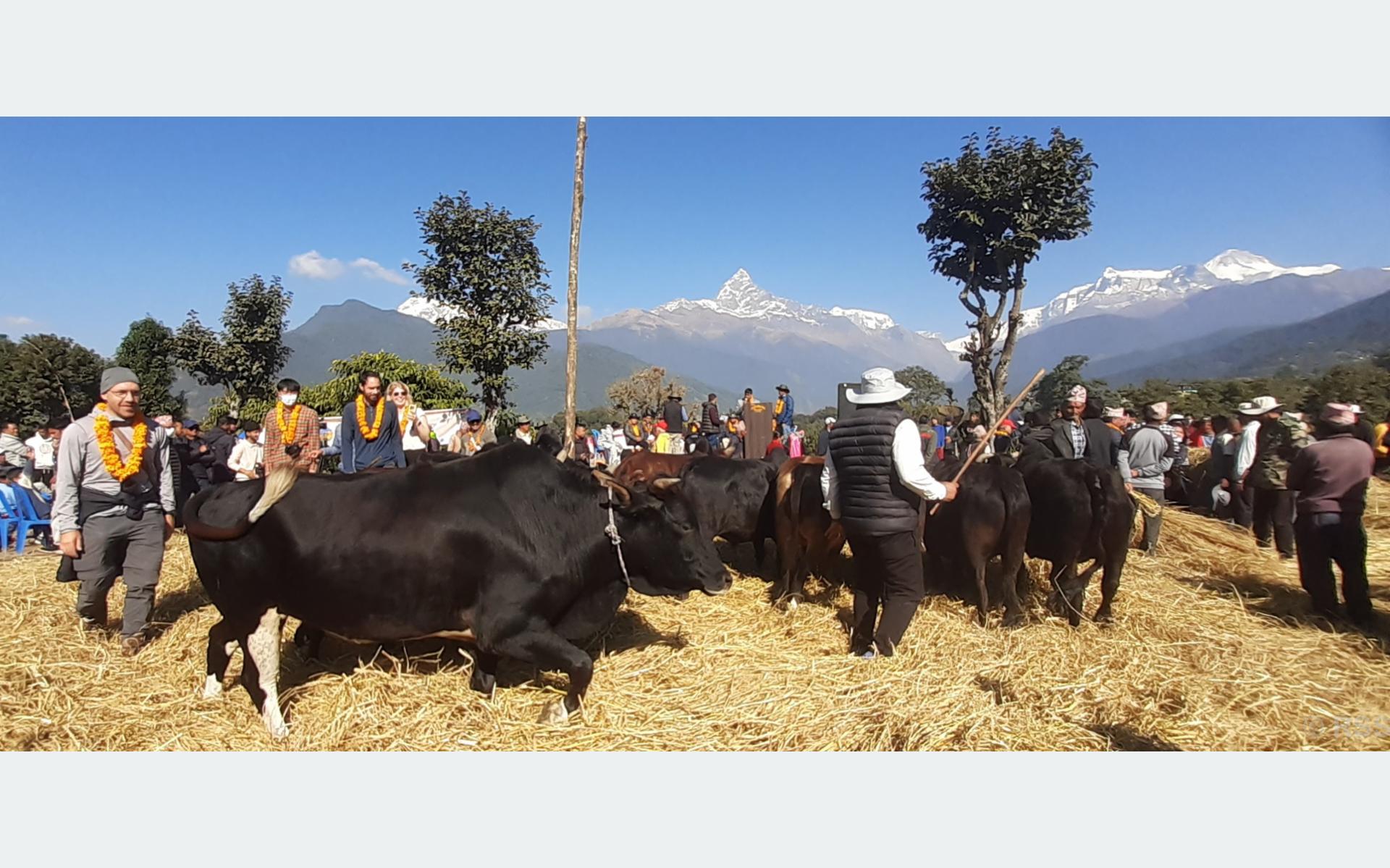 विदेशी मुद्रा सल्लाह